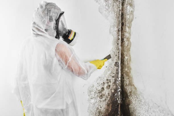 Best Certified Mold Removal  in Roxborough Park, CO