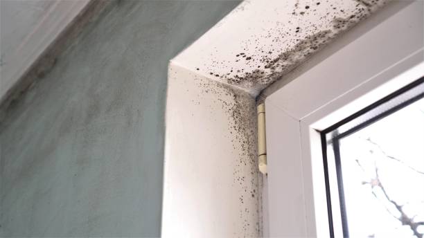 Best Black Mold Removal  in Roxborough Park, CO