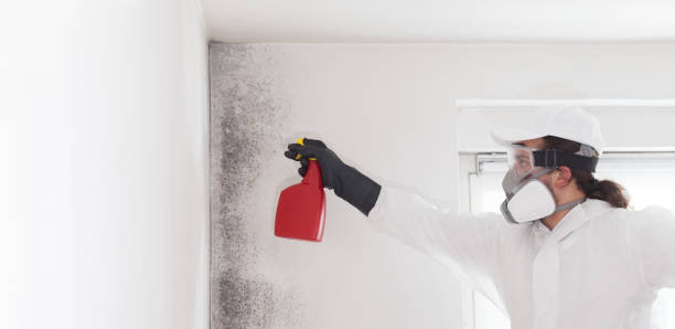 Best Professional Mold Removal  in Roxborough Park, CO