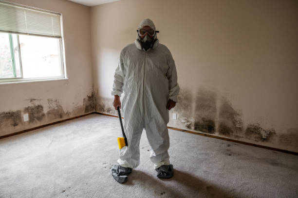 Best Commercial Mold Removal  in Roxborough Park, CO
