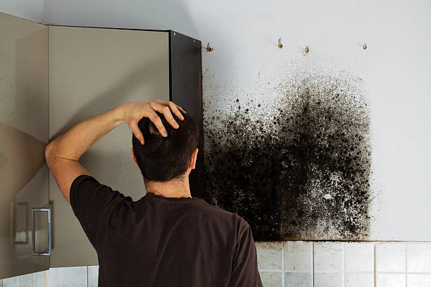 Best Mold Testing  in Roxborough Park, CO