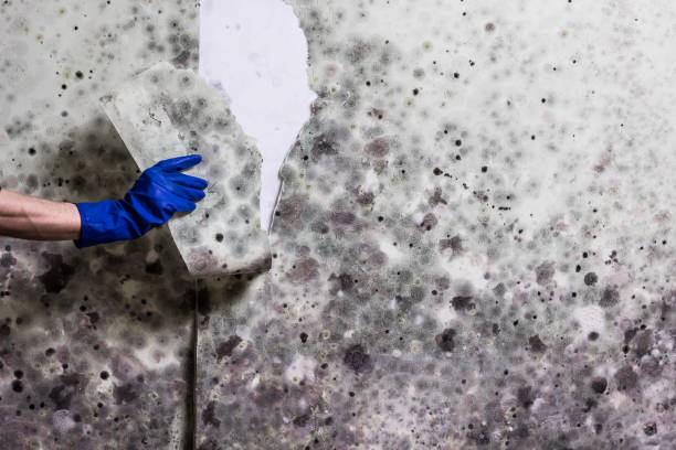 Best Toxic Mold Removal  in Roxborough Park, CO