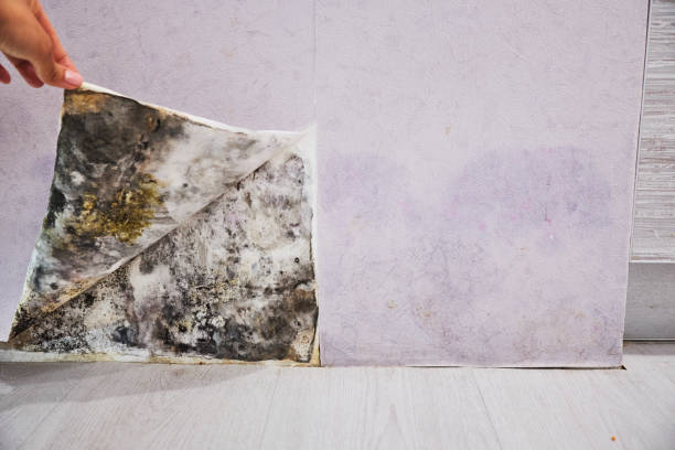 Certified Mold Removal in Roxborough Park, CO